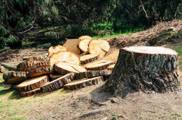 How Our Tree Care Process Works  in  Fabrica, TX